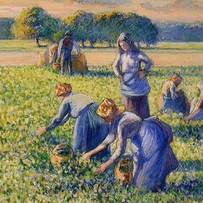 the pea harvest by camille pissarro